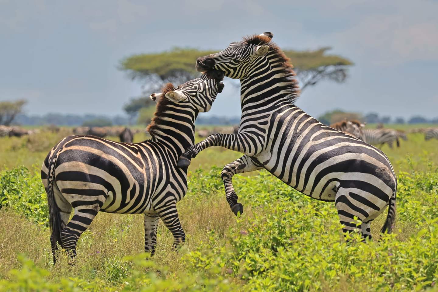 Lake Manyara