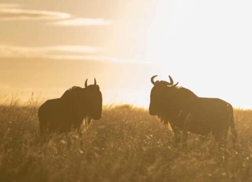 Serengeti National Park