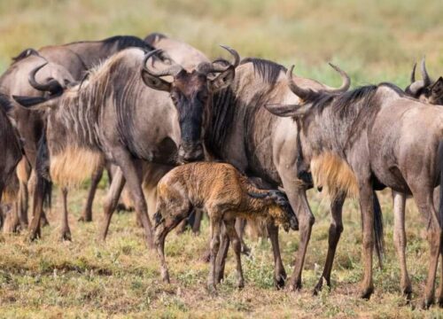 Wildebeest Migration – Calvin in Ndutu