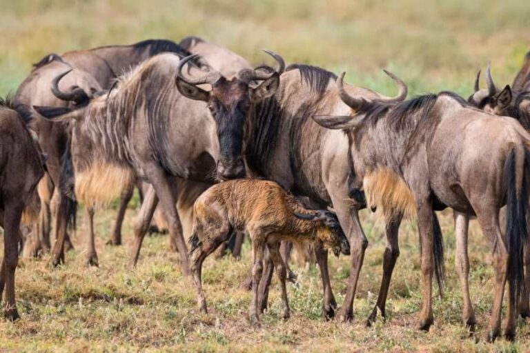 Wildebeest Migration – Calvin in Ndutu