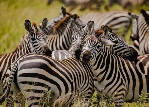 Tarangire National Park