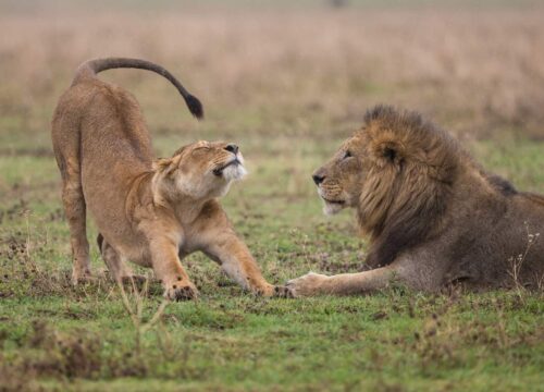 Classic Wildlife Safari