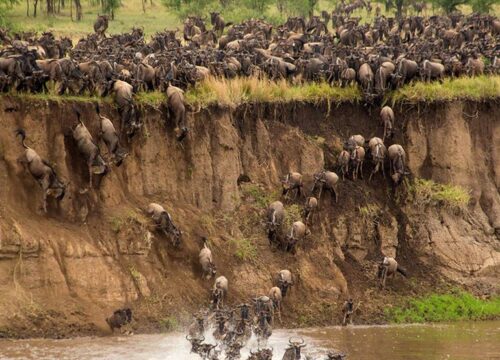 Migration Mara River Crossing