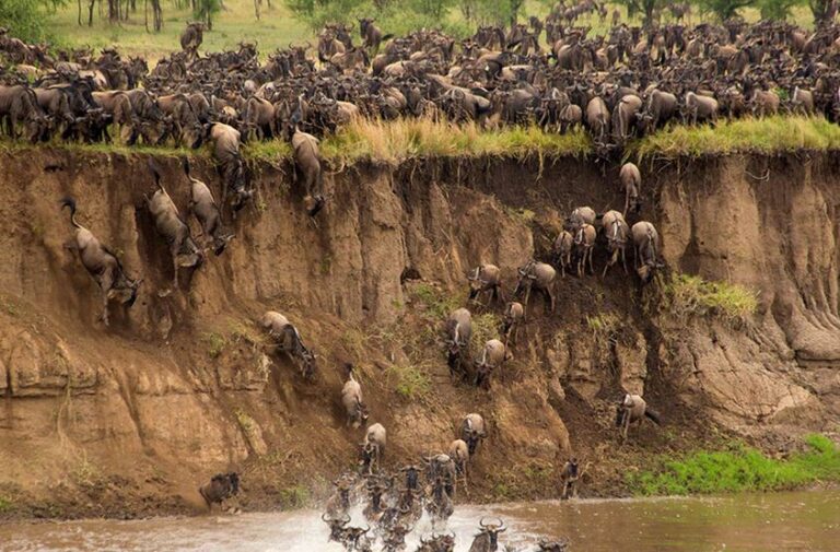 Migration Mara River Crossing