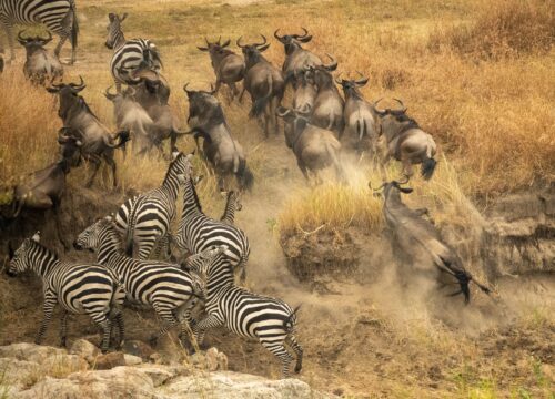 Migration River Crossing