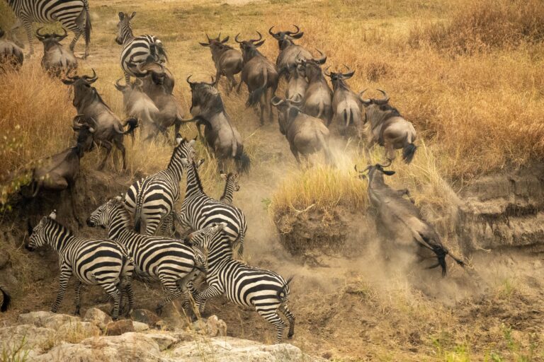 Migration River Crossing