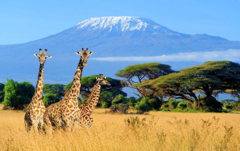 8 Days Kilimanjaro Trekking – Machame Route